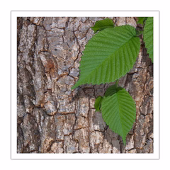 Slippery Elm